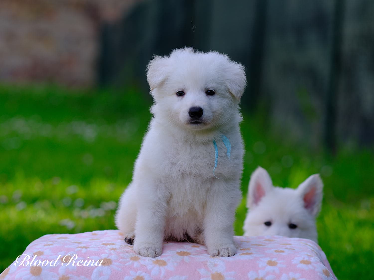 Umber Haze, chiot Berger Blanc Suisse