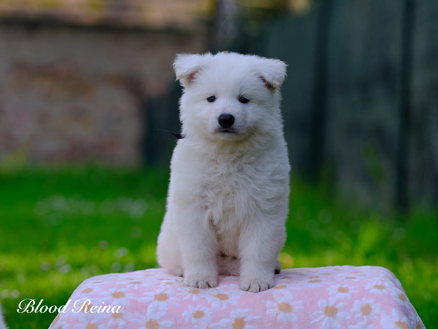 Chiot Berger Blanc Suisse Bloodreina - photo 7