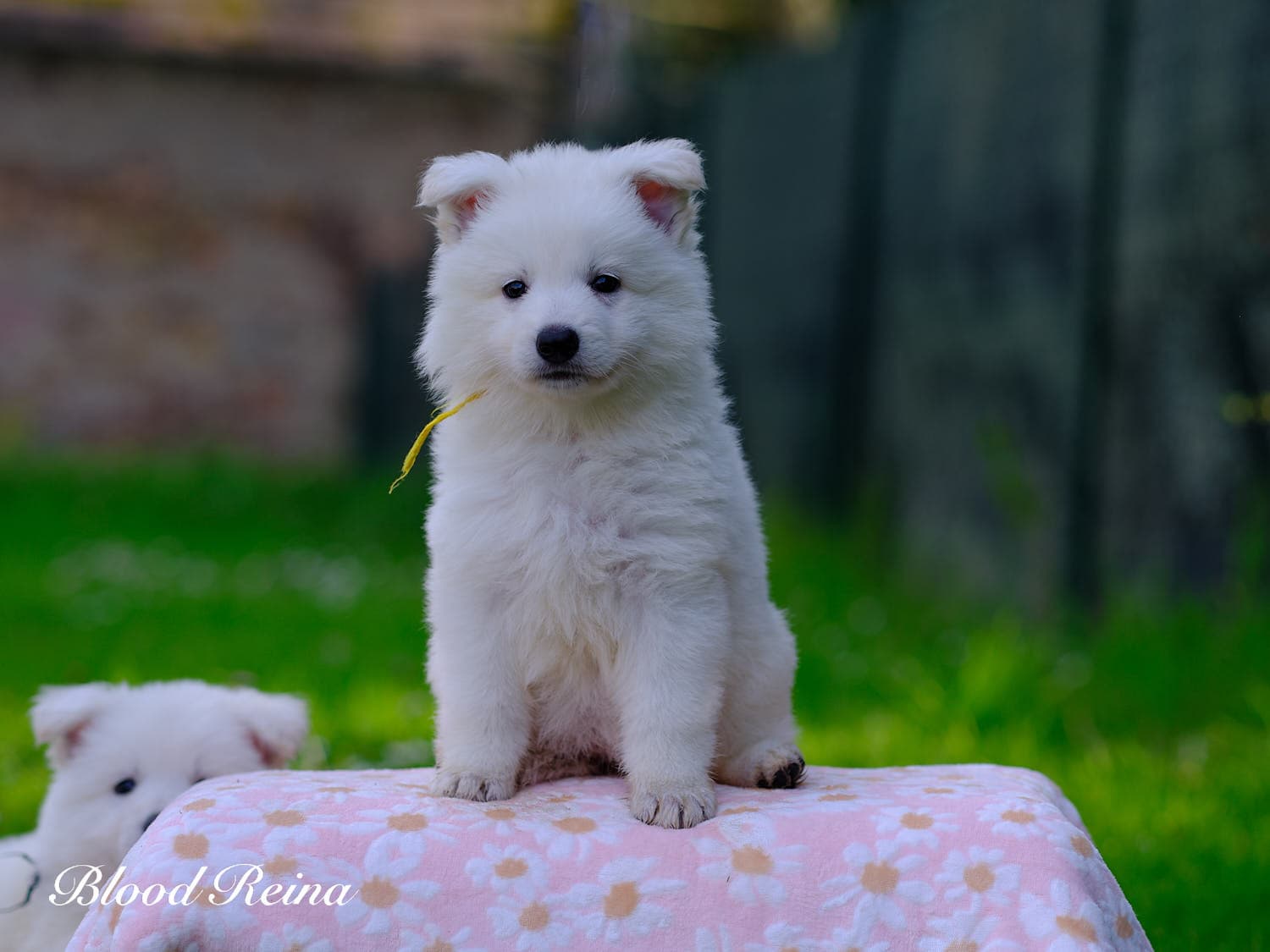 Gaïa, chiot Berger Blanc Suisse