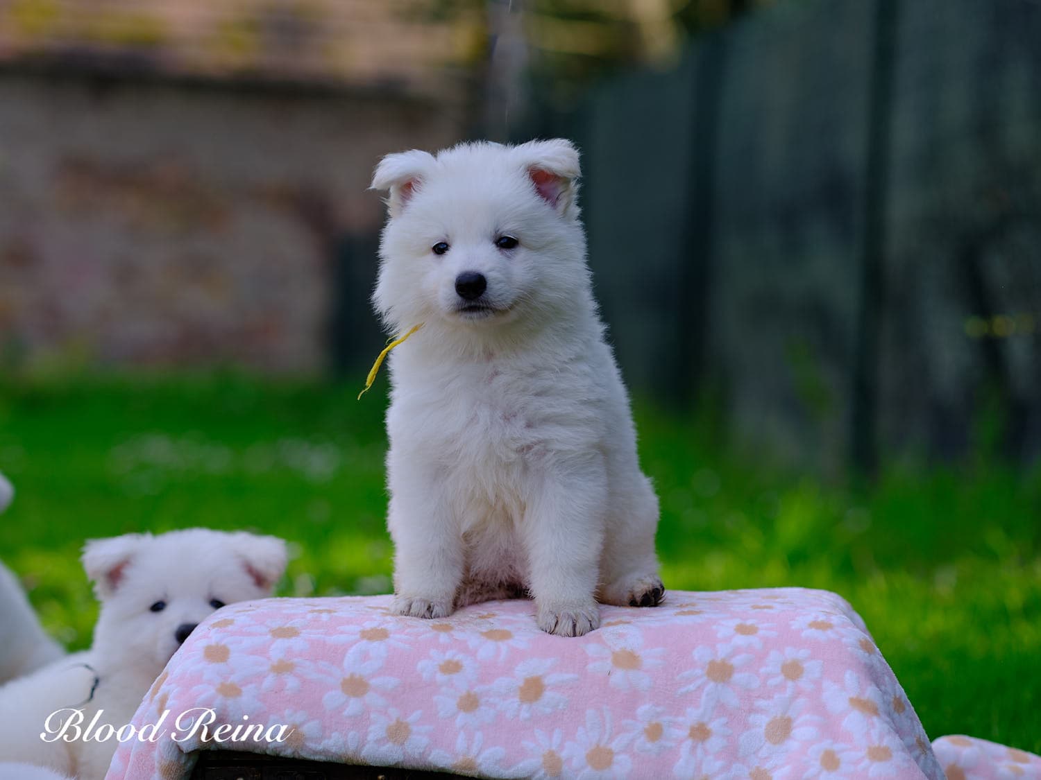 Chiot Berger Blanc Suisse Bloodreina - photo 12