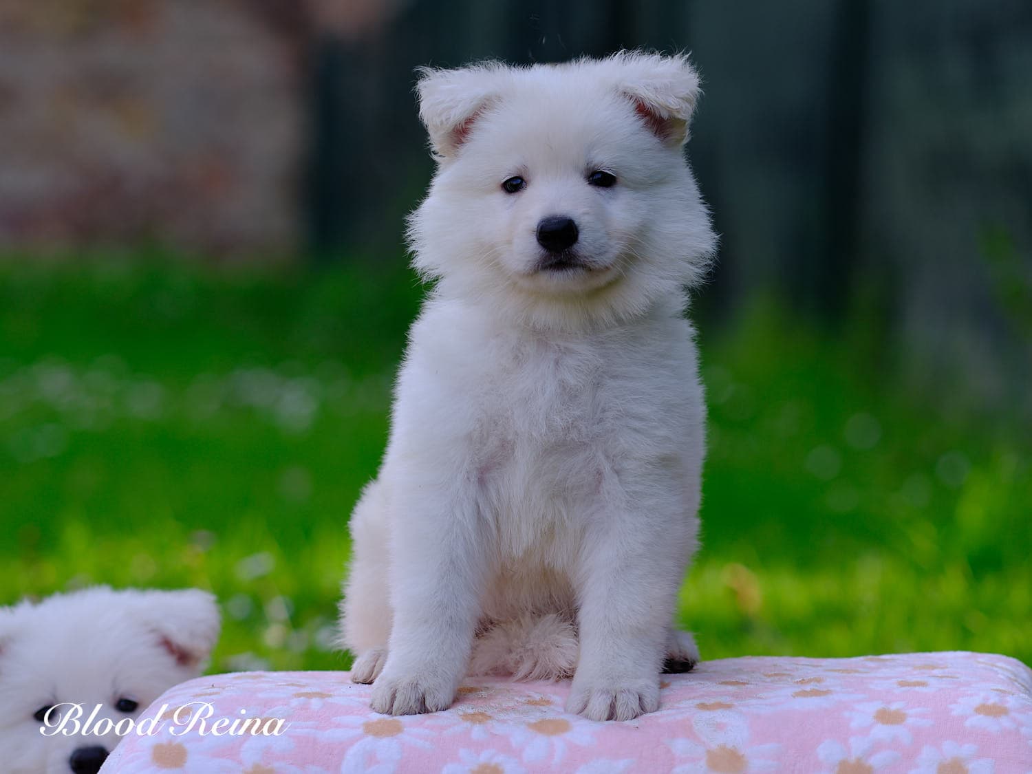 Chiot Berger Blanc Suisse Bloodreina - photo 18