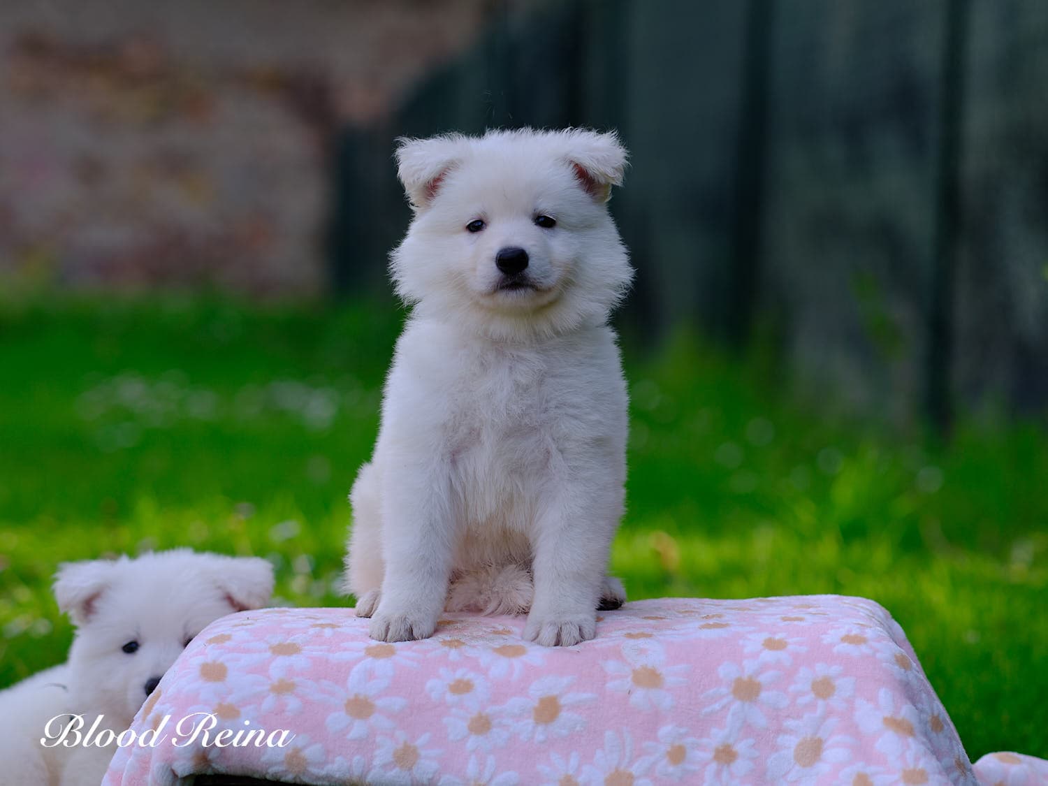 Bonheur, chiot Berger Blanc Suisse
