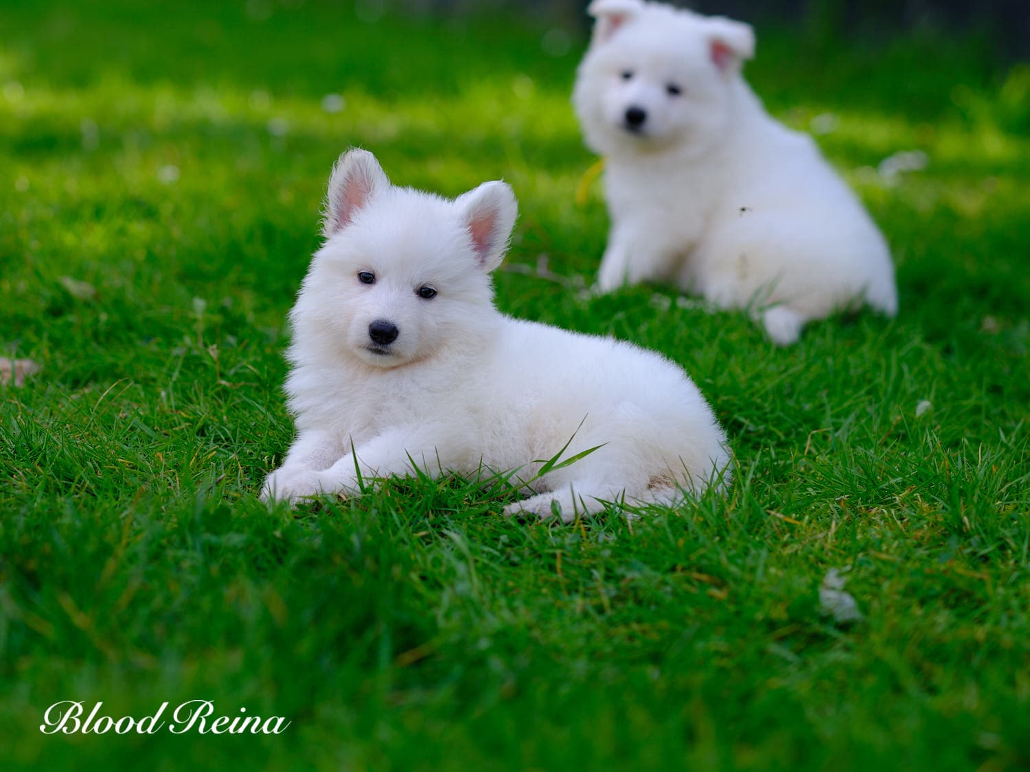 Byzance, chiot Berger Blanc Suisse