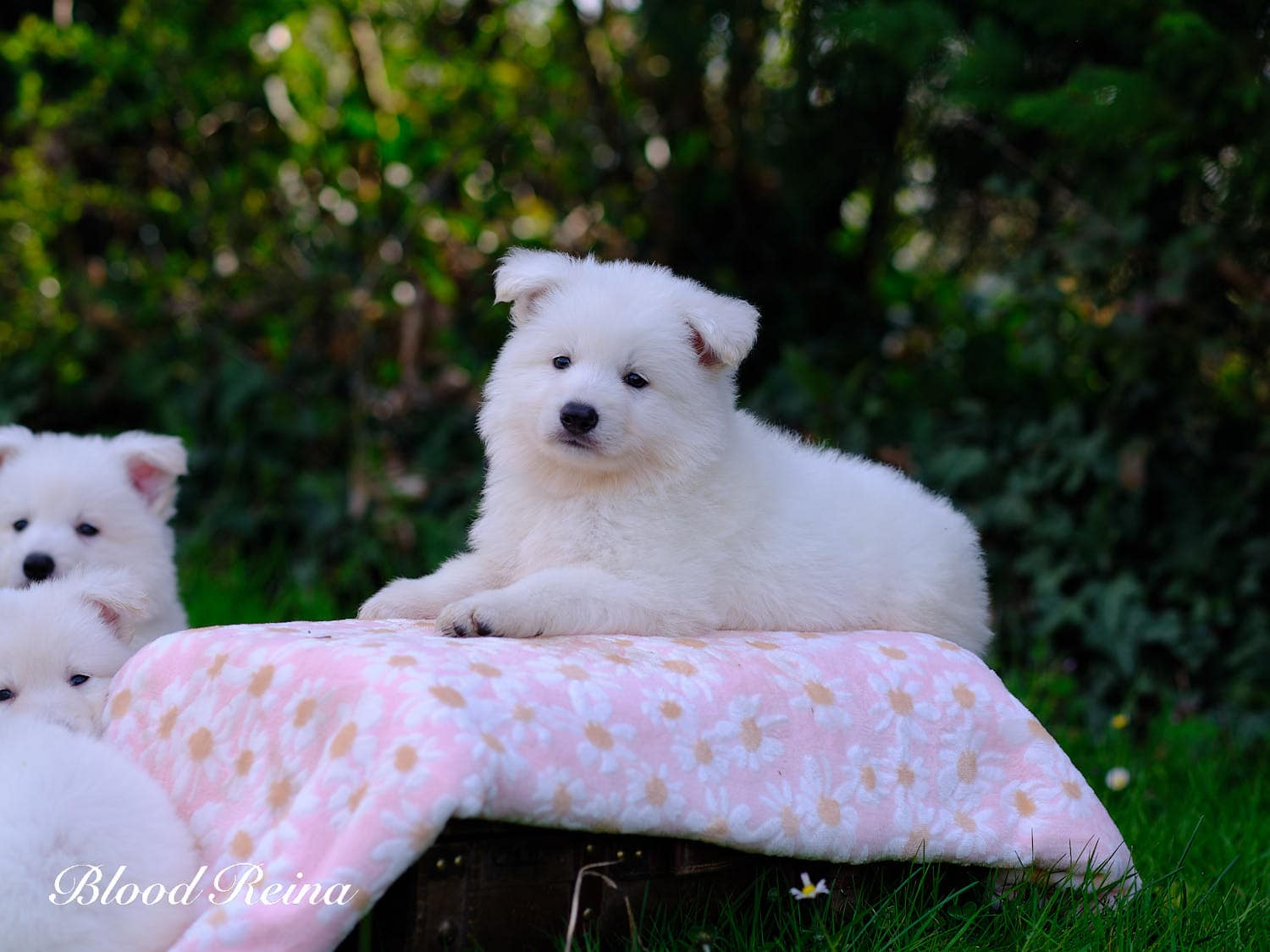 Chiot Berger Blanc Suisse Bloodreina - photo 17