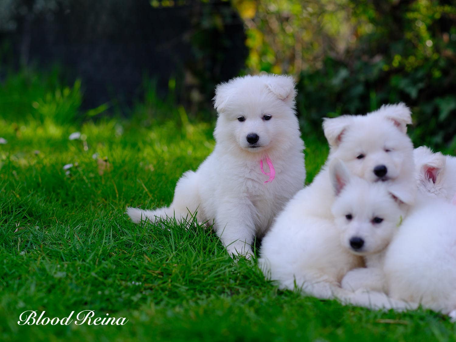 Chiot Berger Blanc Suisse Bloodreina - photo 2