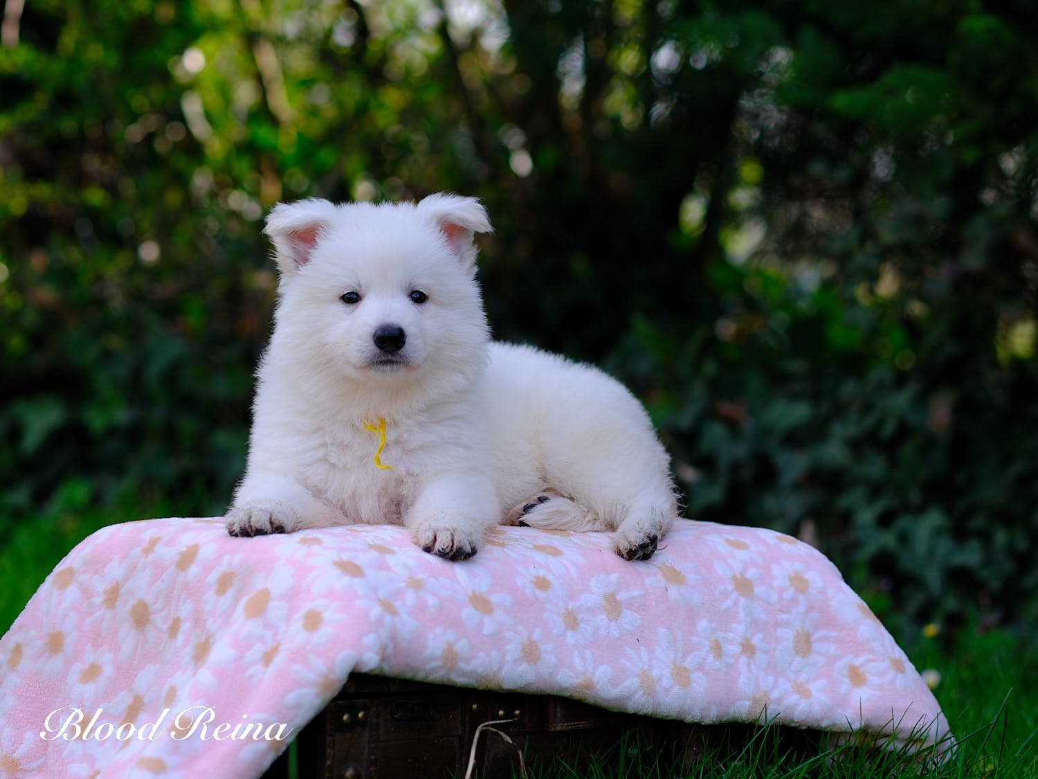 Chiot Berger Blanc Suisse Bloodreina - photo 11