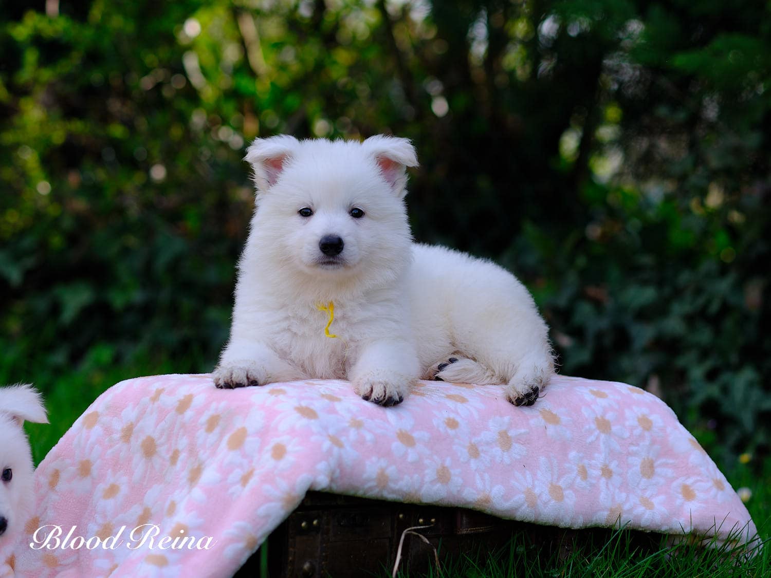 Chiot Berger Blanc Suisse Bloodreina - photo 13