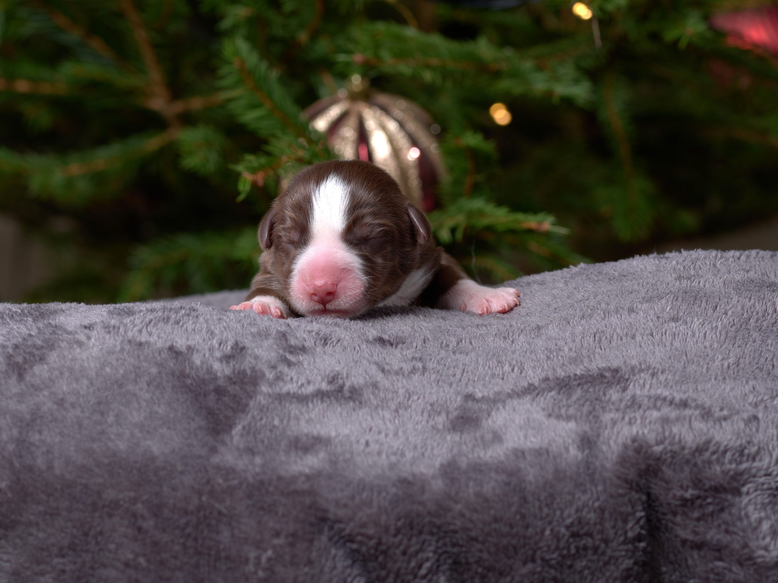 Berger Américain Miniature chiot en pose en intérieur — élevage Bloodreina