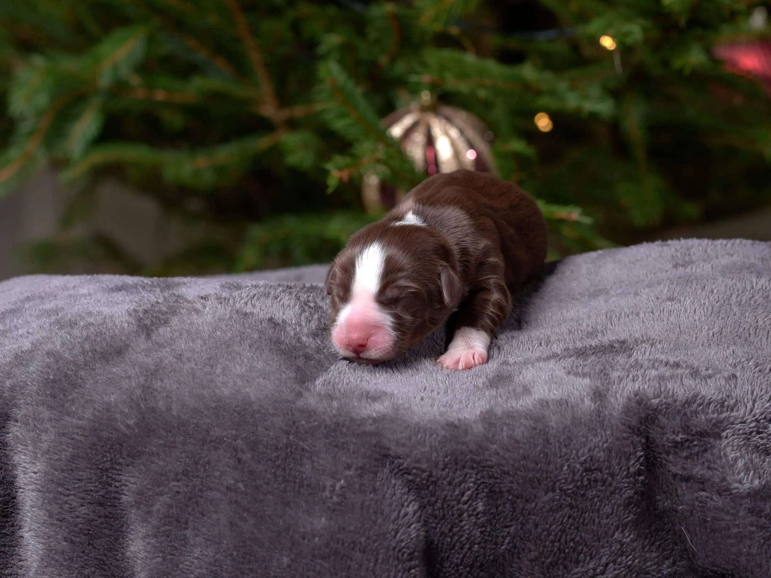 Berger Américain Miniature chiot en pose en intérieur — élevage Bloodreina