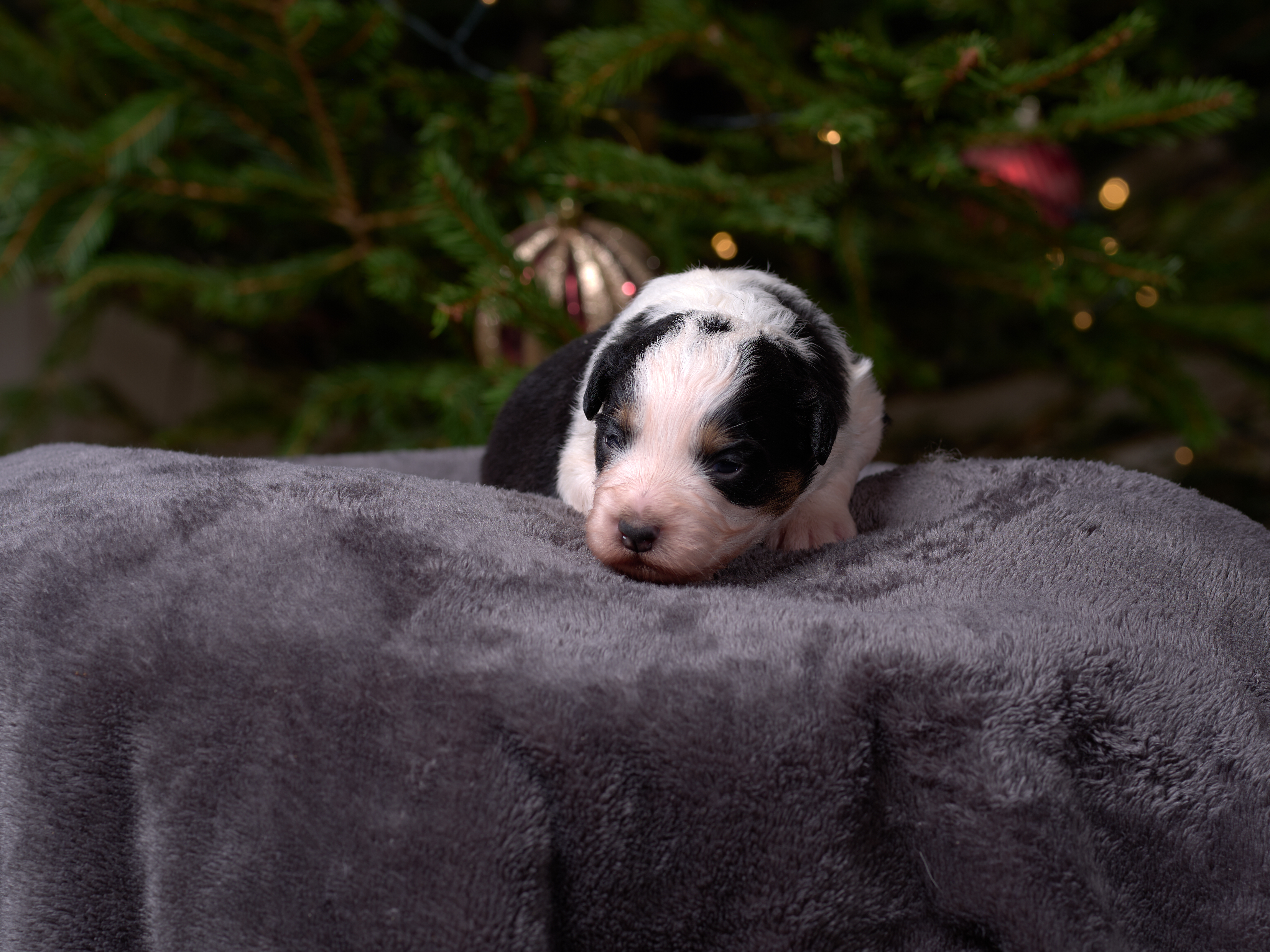 Berger Américain Miniature chiot en pose en intérieur — élevage Bloodreina