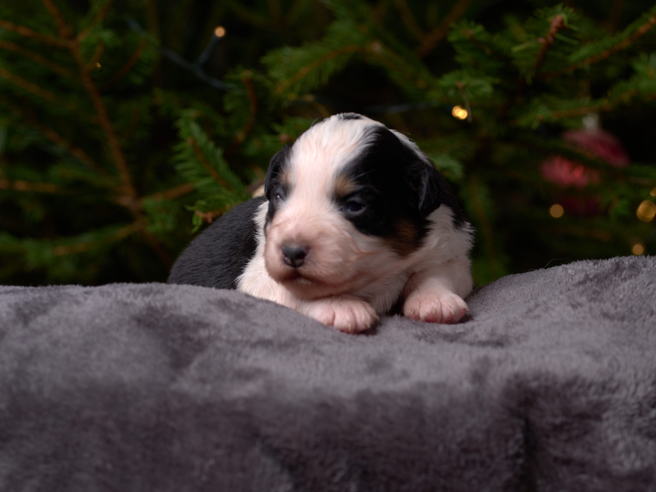 Berger Américain Miniature chiot portrait — élevage Bloodreina