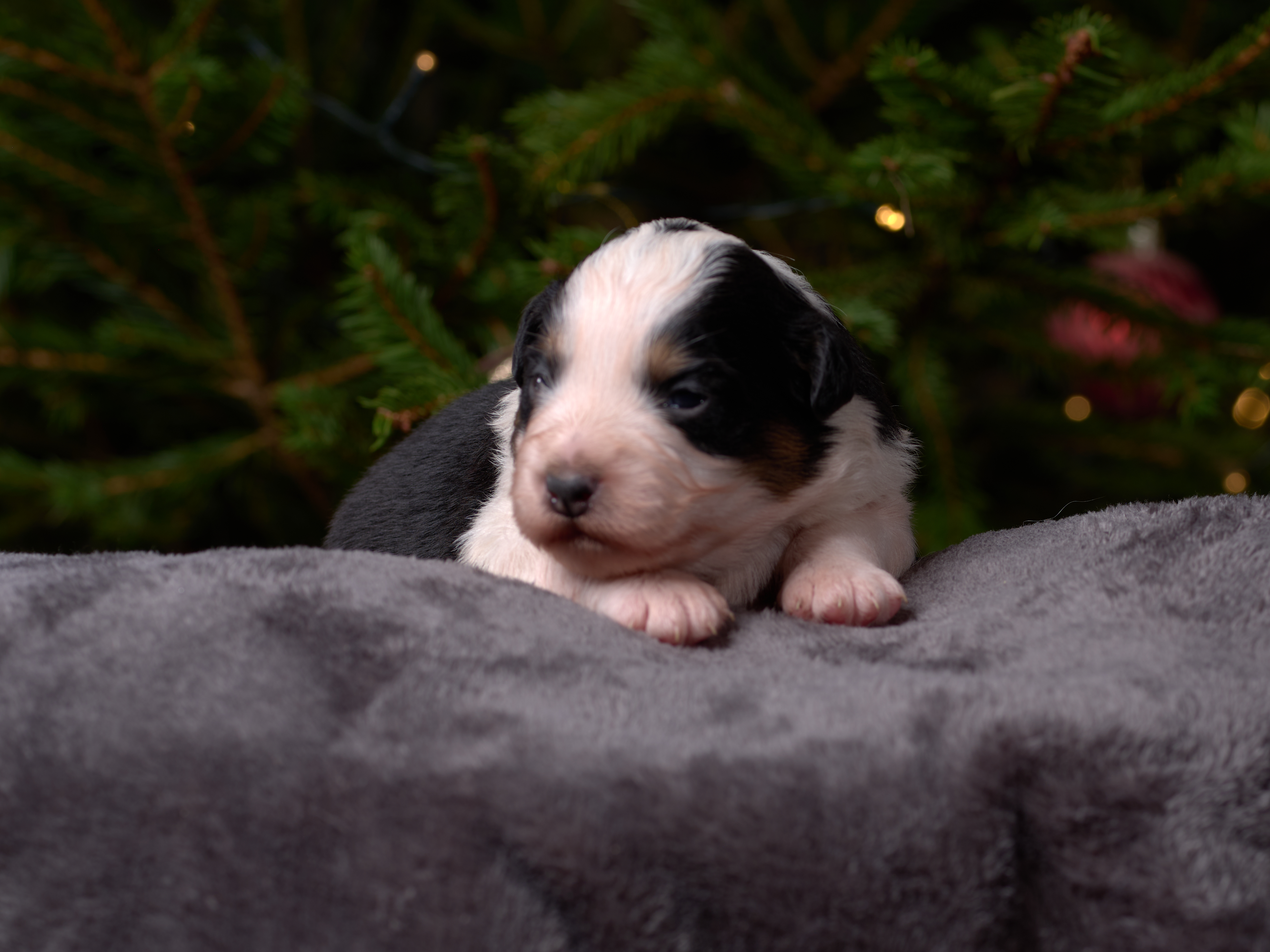 Berger Américain Miniature chiot portrait — élevage Bloodreina