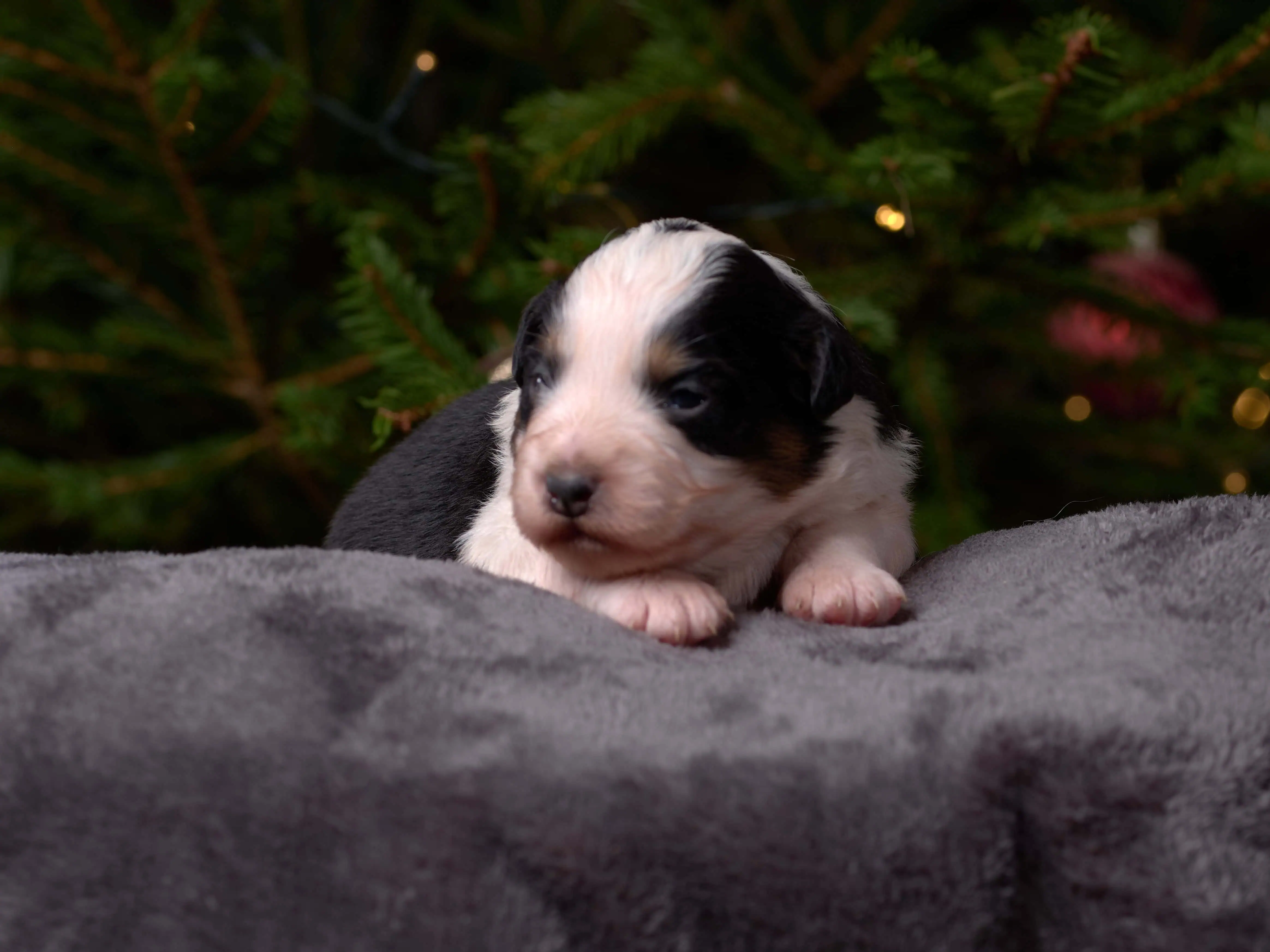 Berger Américain Miniature — Quelles sont les races de chien miniature ?