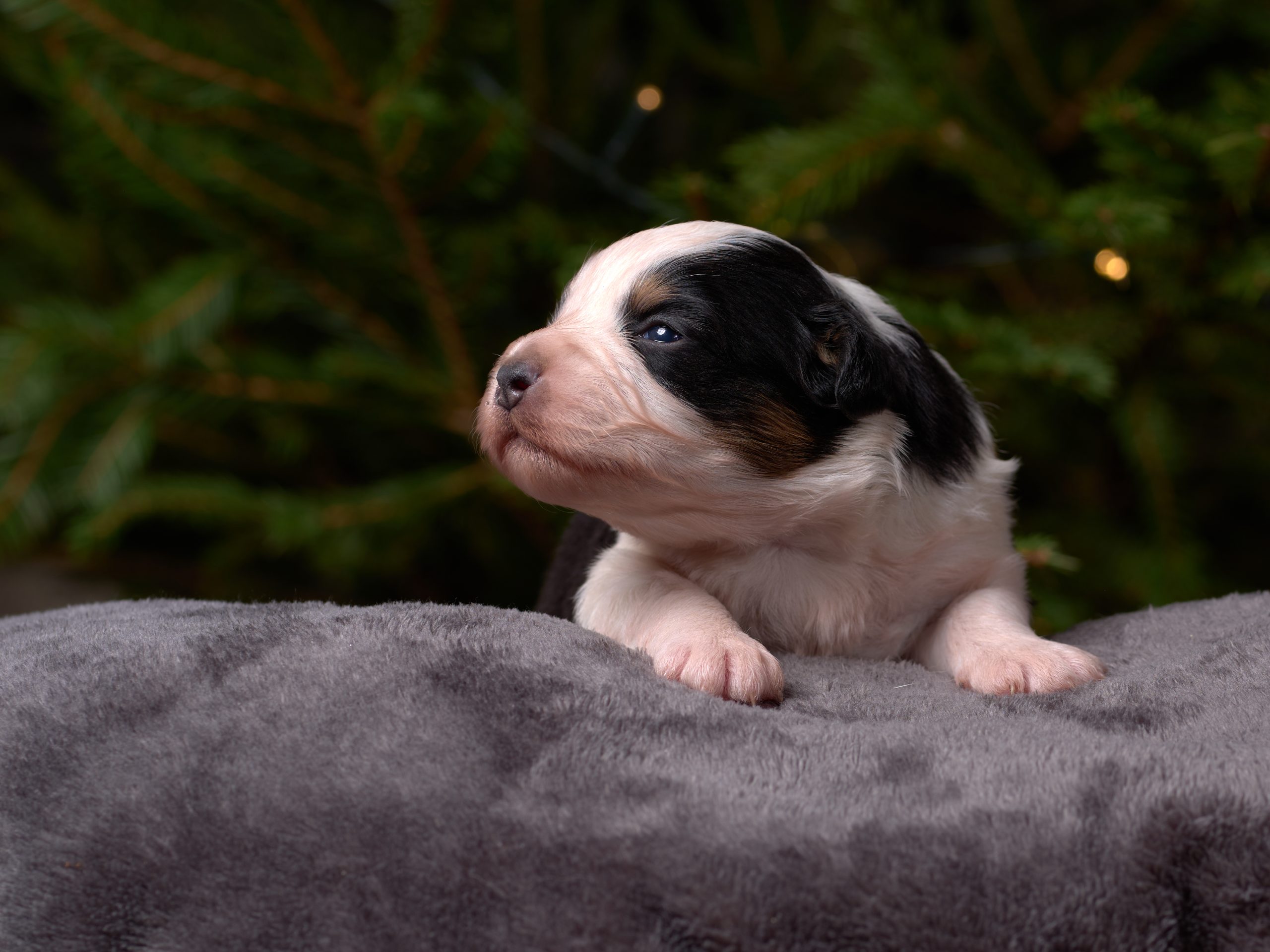 Berger Américain Miniature chiot portrait en intérieur — élevage Bloodreina