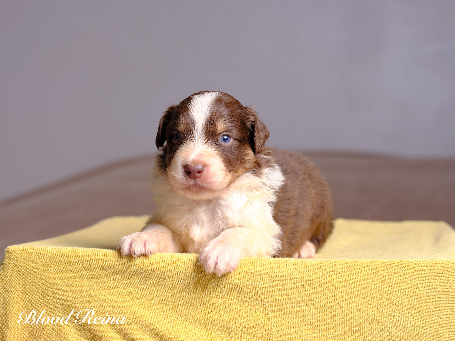 Berger Américain Miniature chiot portrait — élevage Bloodreina
