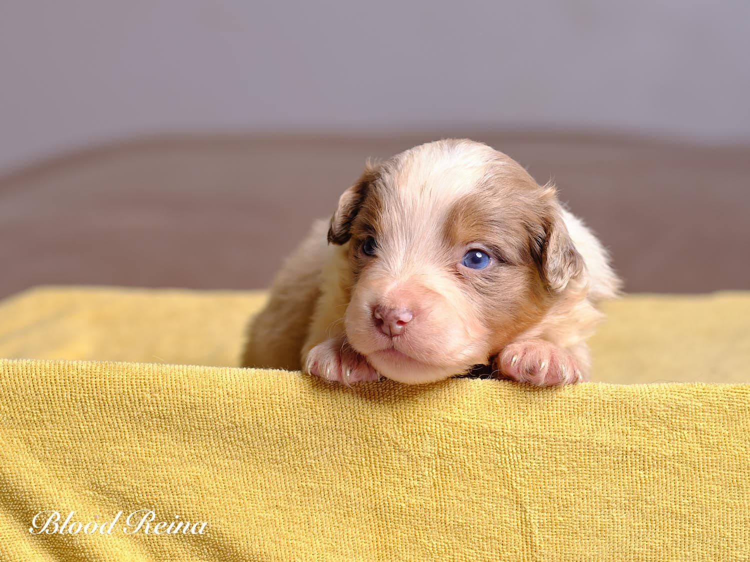 Berger Américain Miniature chiot portrait — élevage Bloodreina