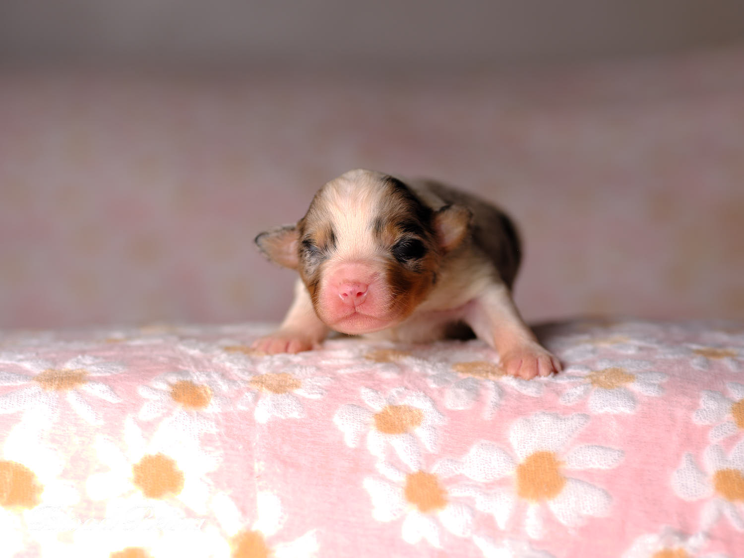 Blueberry, chiot Berger Américain Miniature