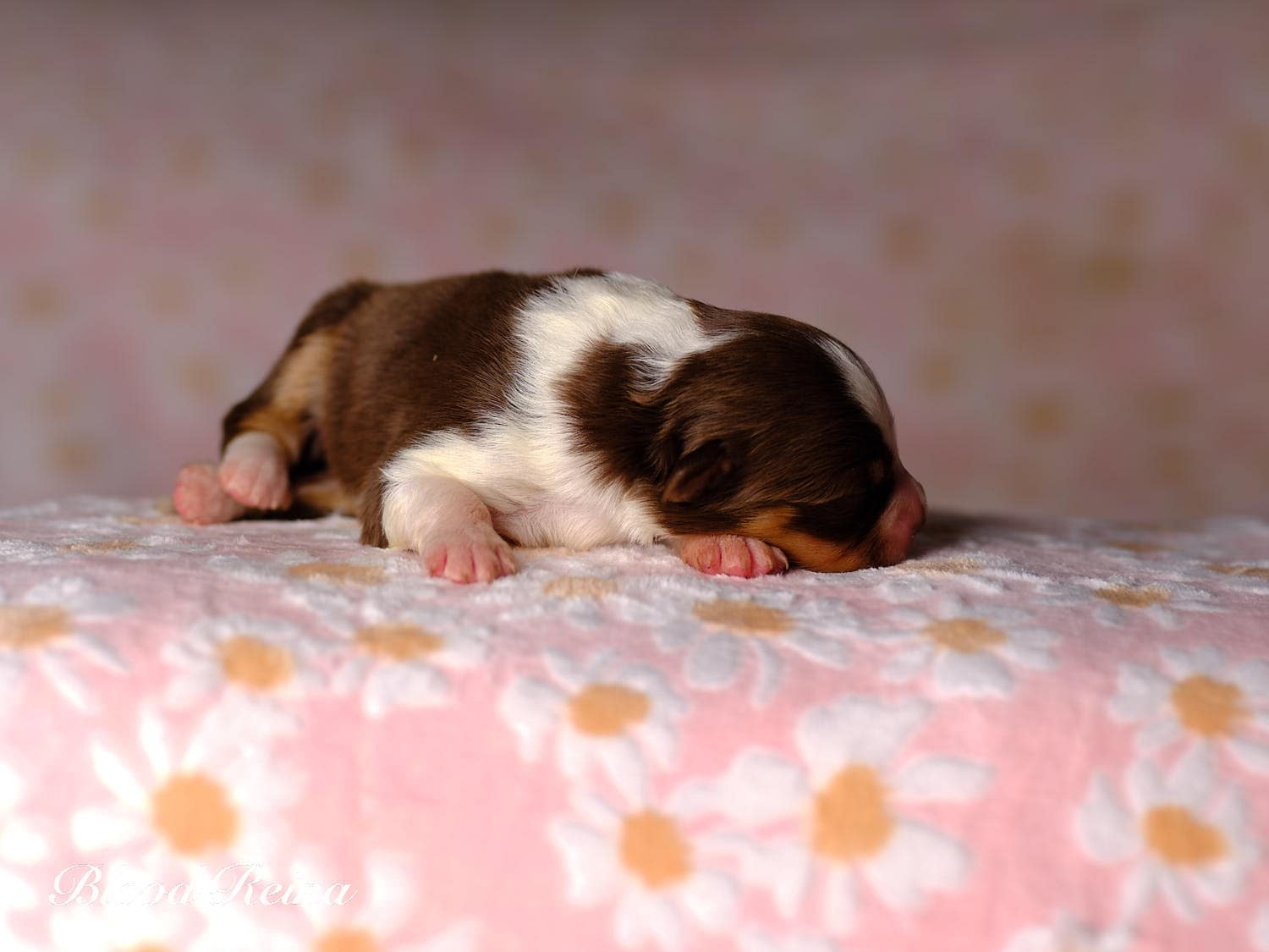 Chiot Berger Américain Miniature Bloodreina - photo 11