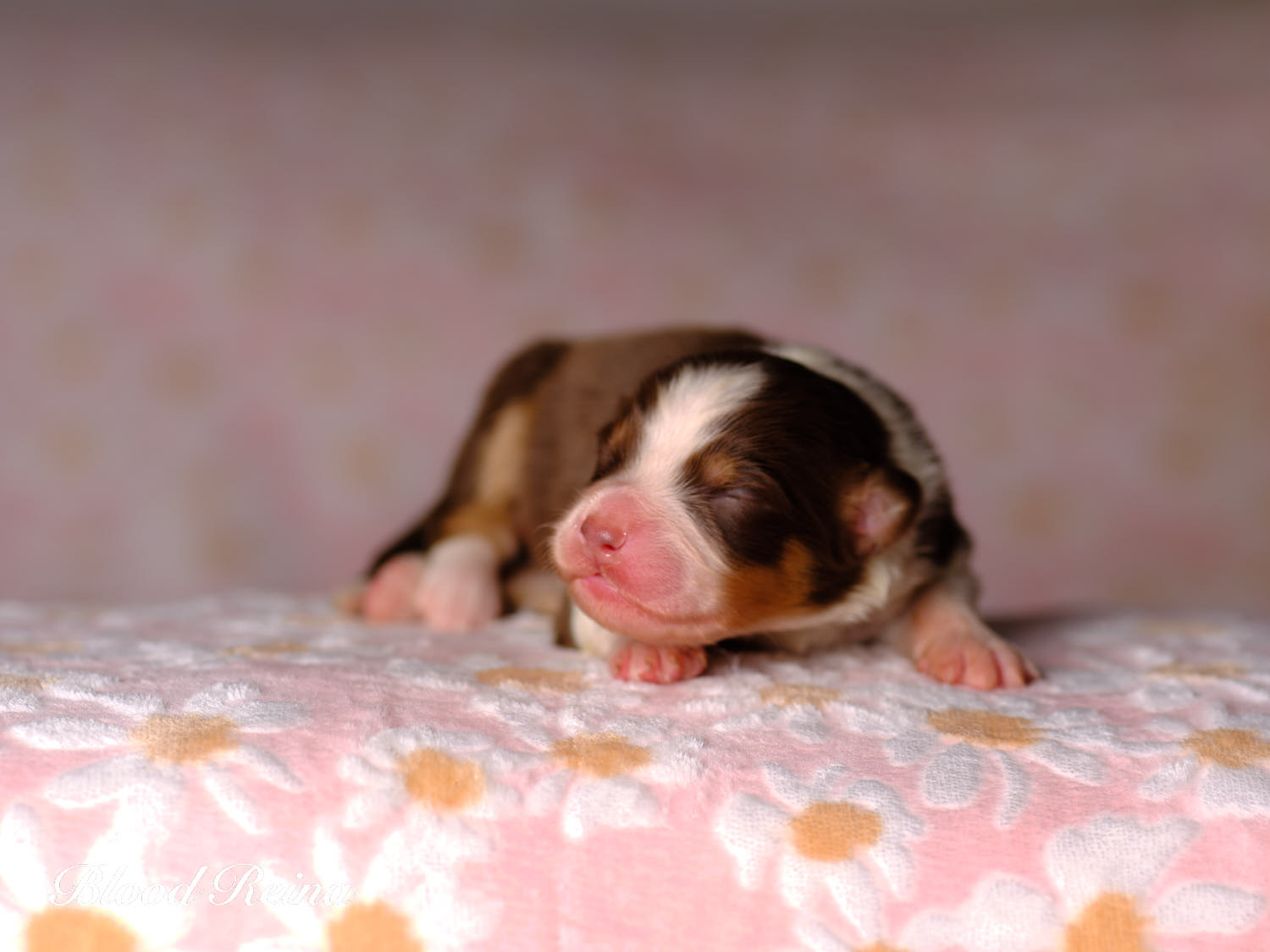 Chiot Berger Américain Miniature Bloodreina - photo 13
