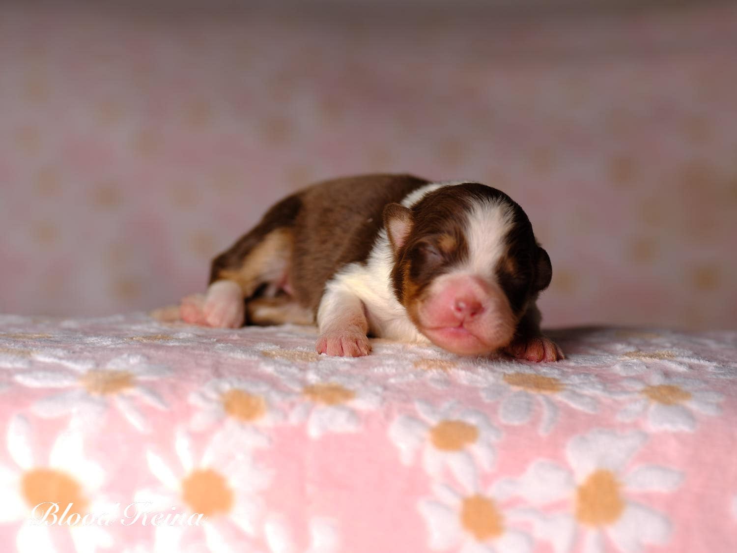 Chiot Berger Américain Miniature Bloodreina - photo 12