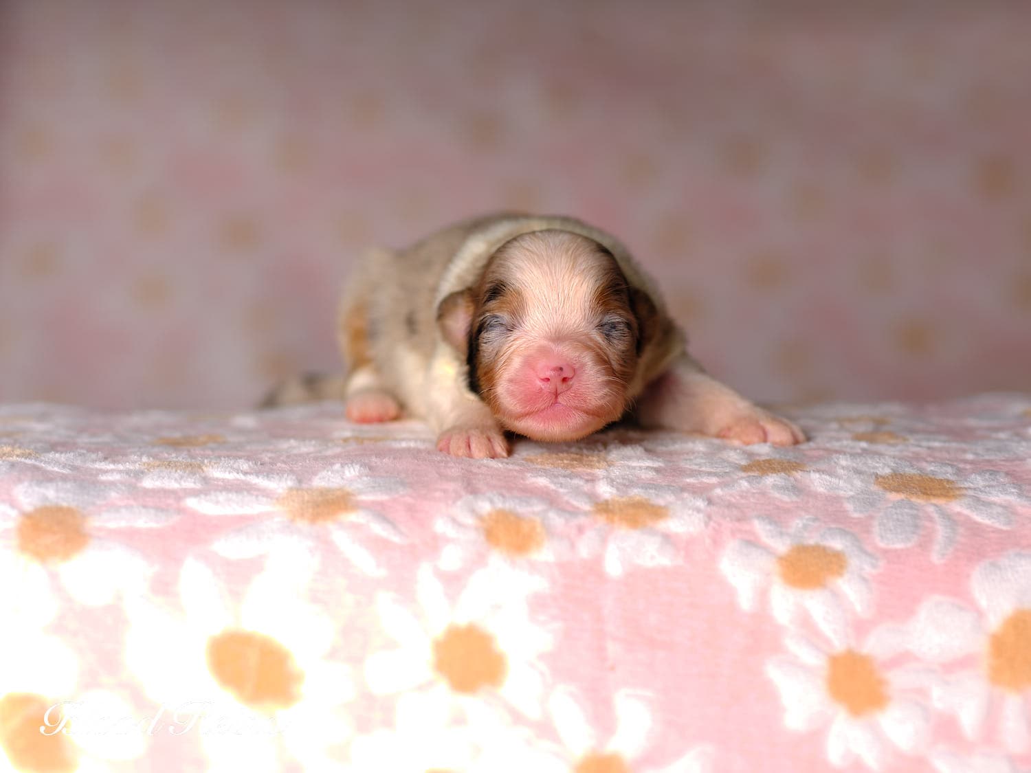 Chiot Berger Américain Miniature Bloodreina - photo 18