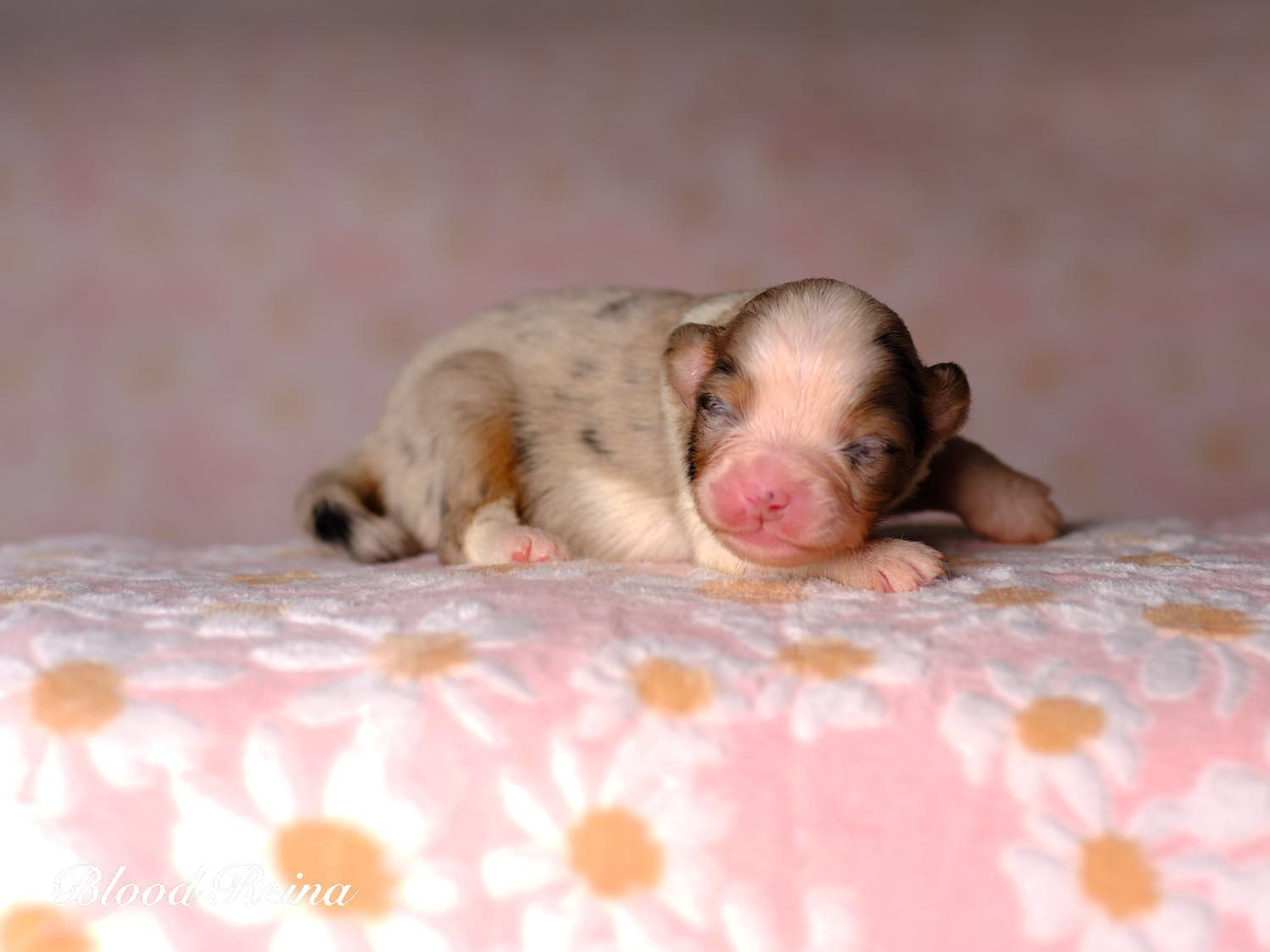 Chiot Berger Américain Miniature Bloodreina - photo 17