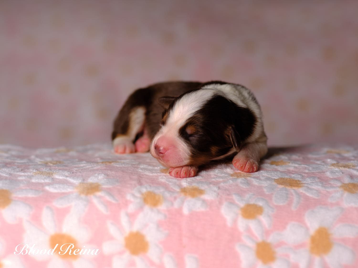 Chiot Berger Américain Miniature Bloodreina - photo 6
