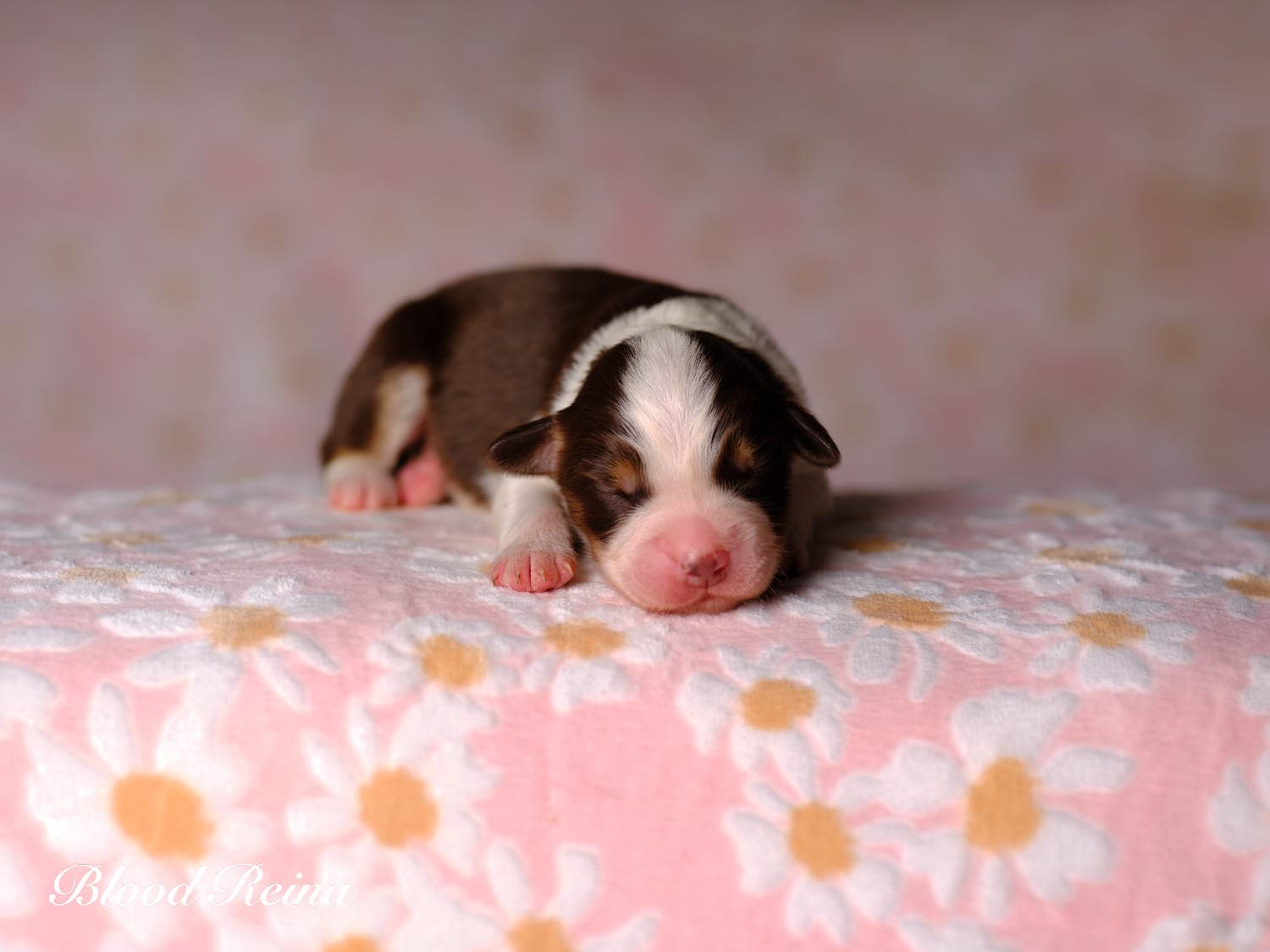Chiot Berger Américain Miniature Bloodreina - photo 7