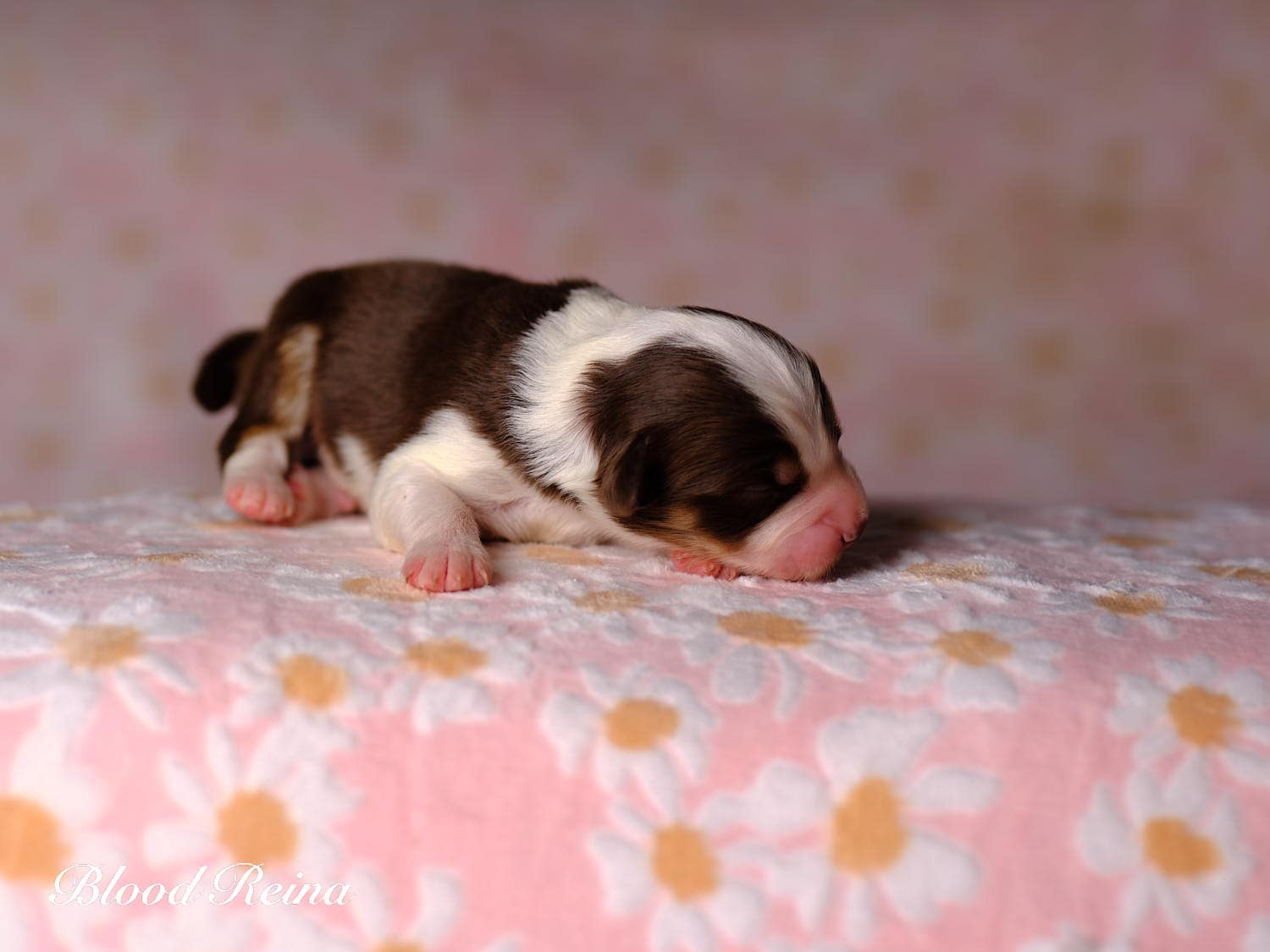 Chiot Berger Américain Miniature Bloodreina - photo 5