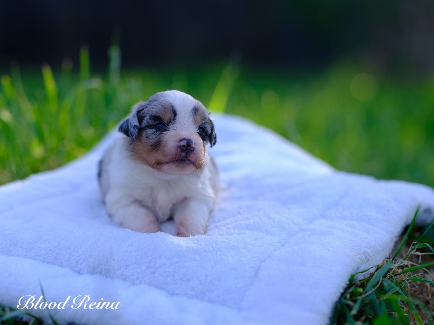 Chiot Berger Américain Miniature Bloodreina - photo 16
