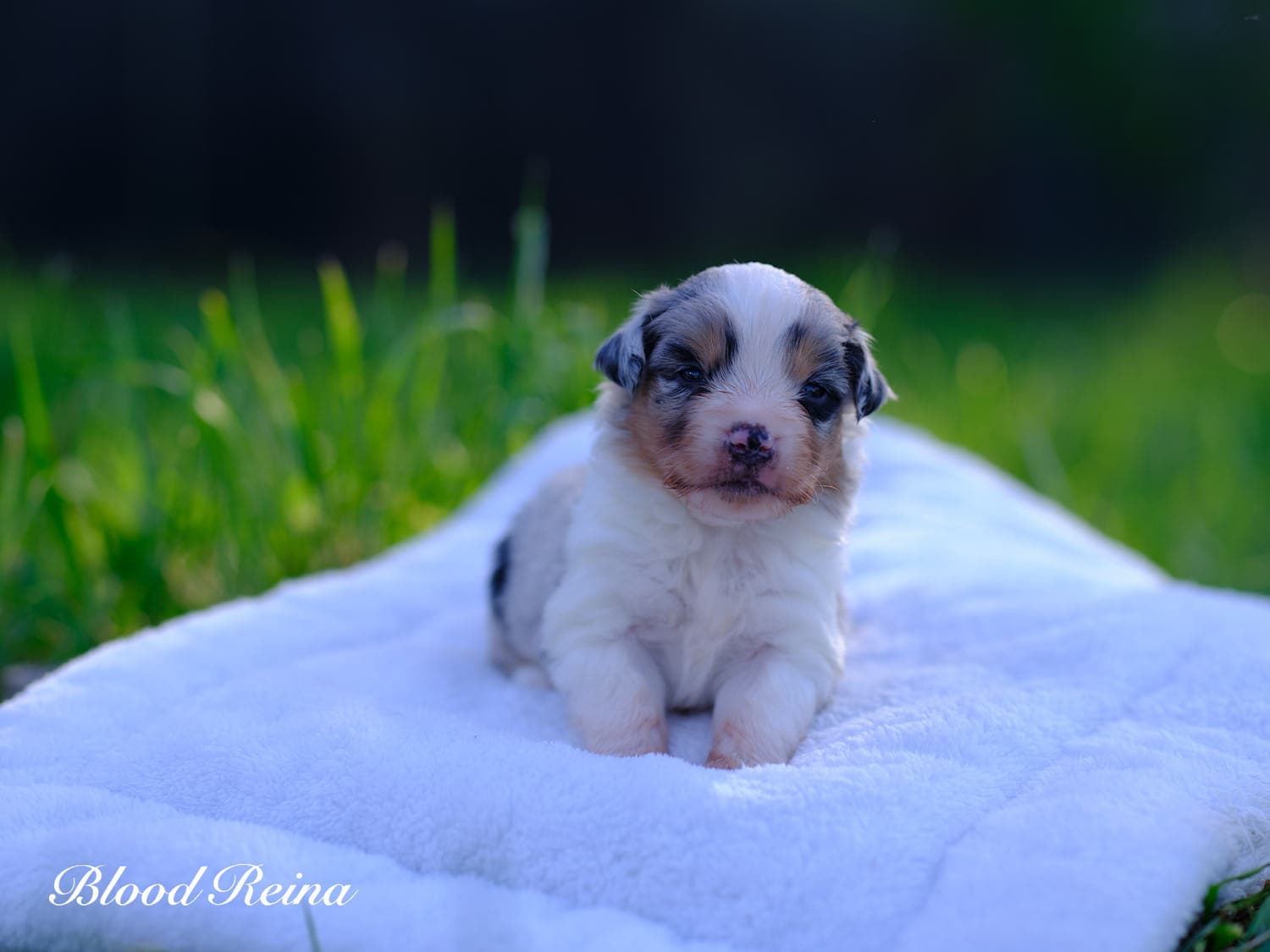 Chiot Berger Américain Miniature Bloodreina - photo 15