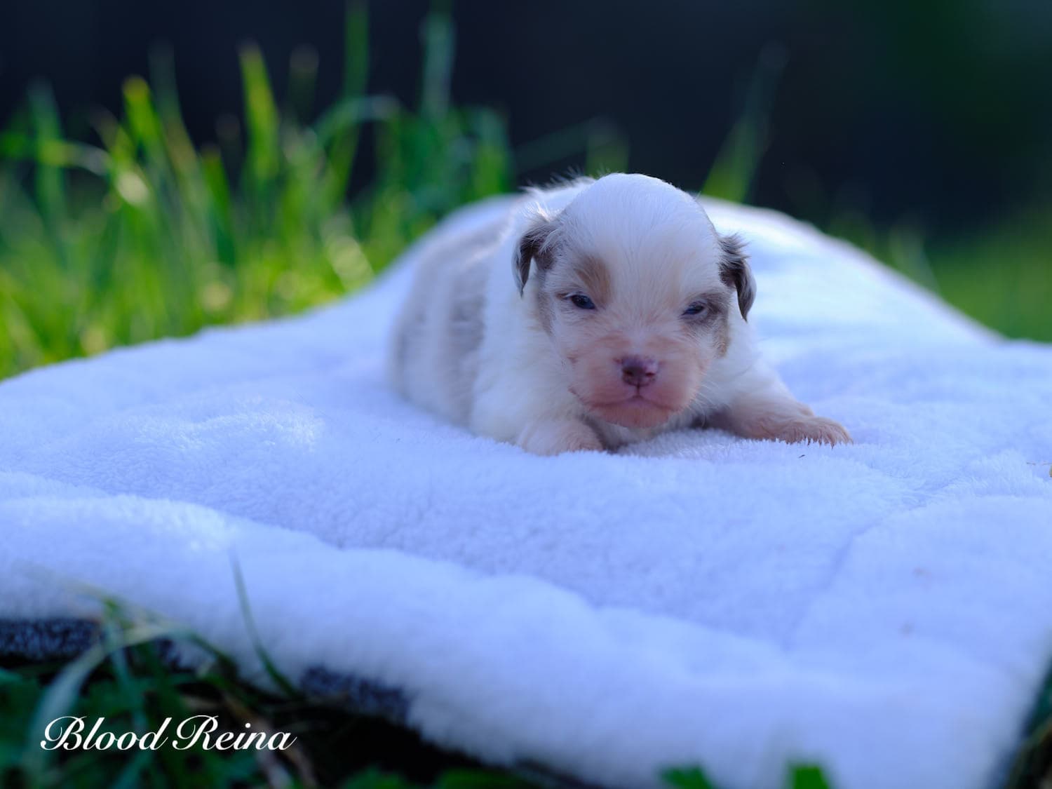 Bel-Air, chiot Berger Américain Miniature