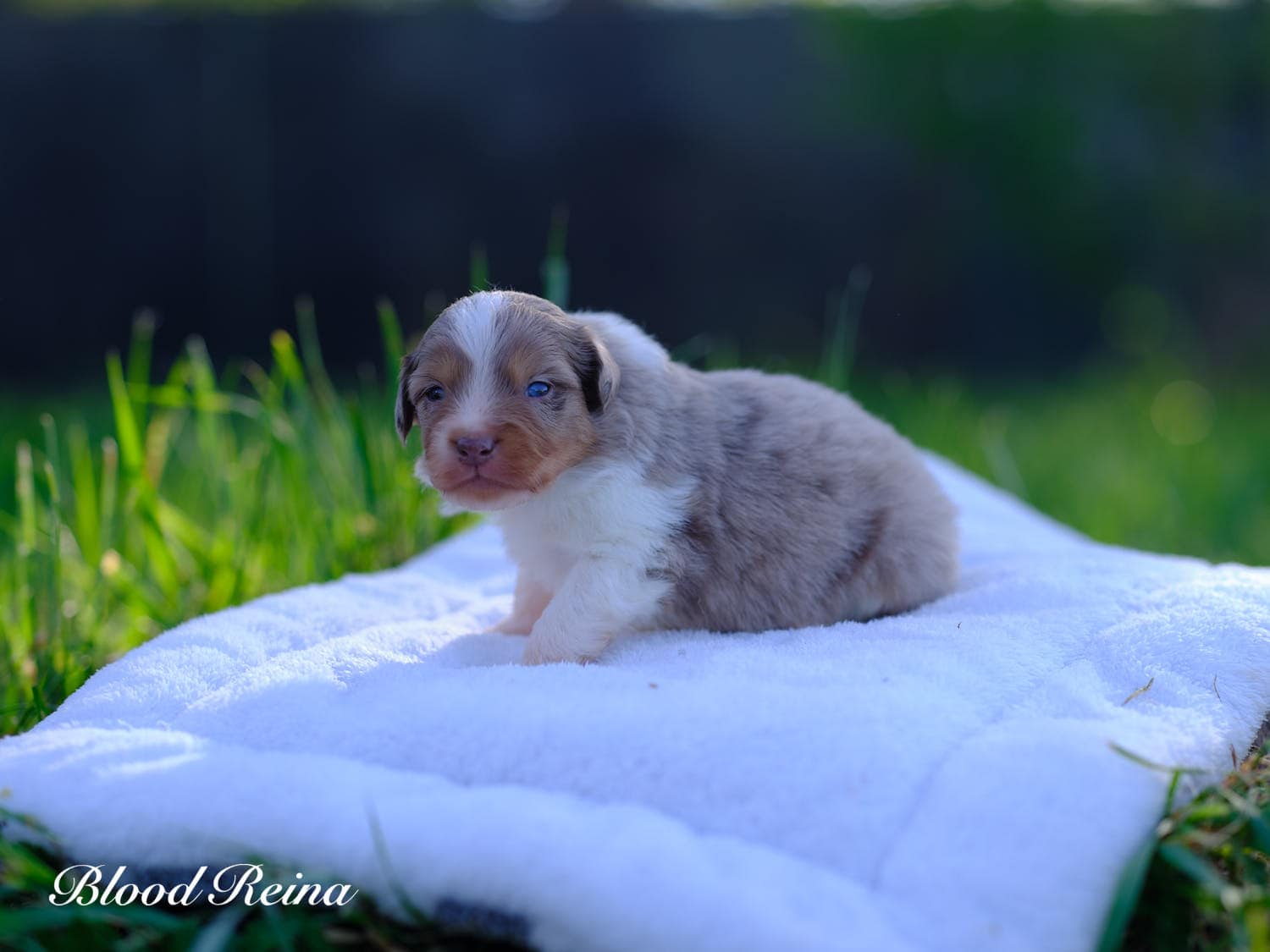 Buster, chiot Berger Américain Miniature