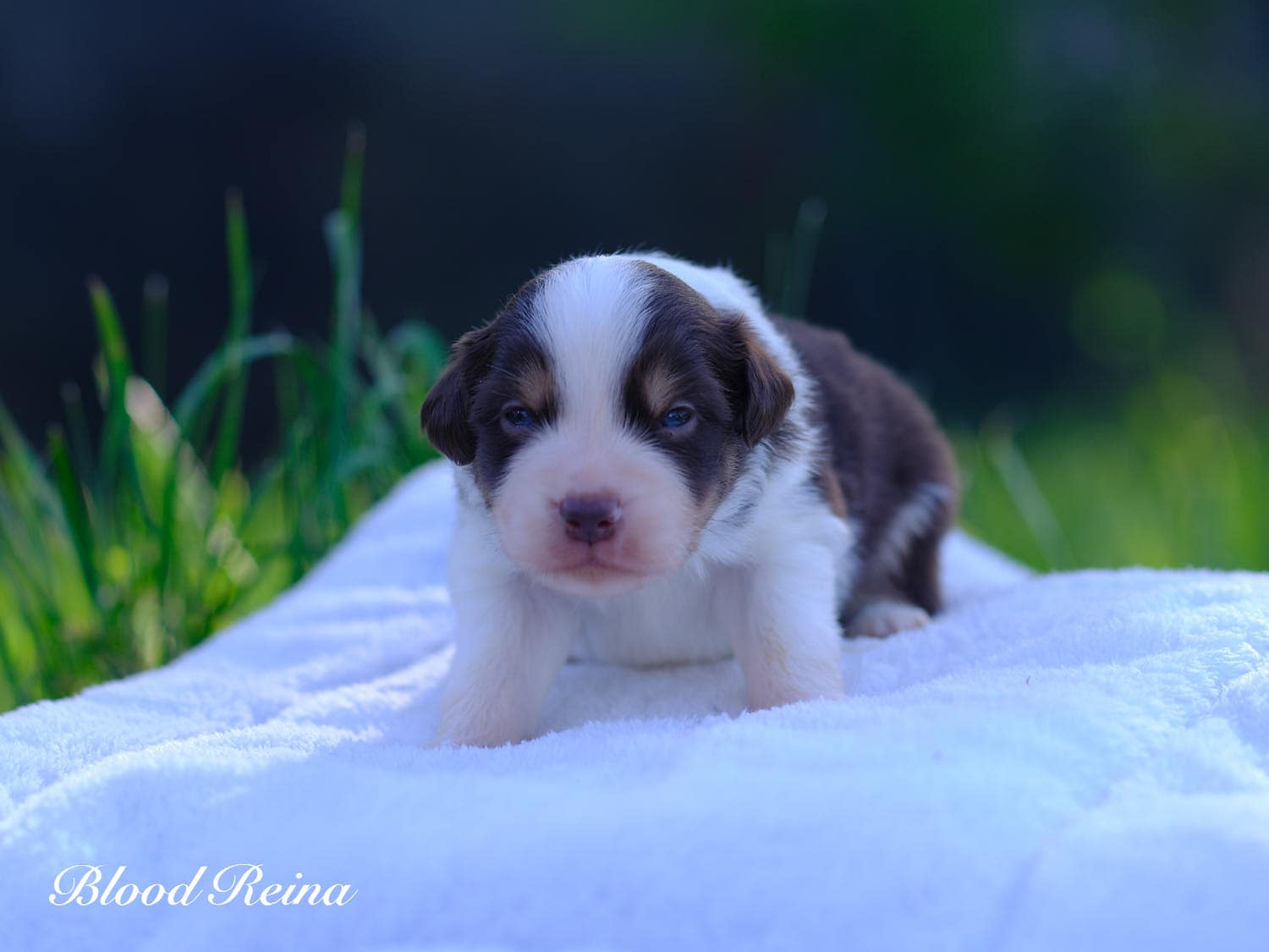 Chiot Berger Américain Miniature Bloodreina - photo 4