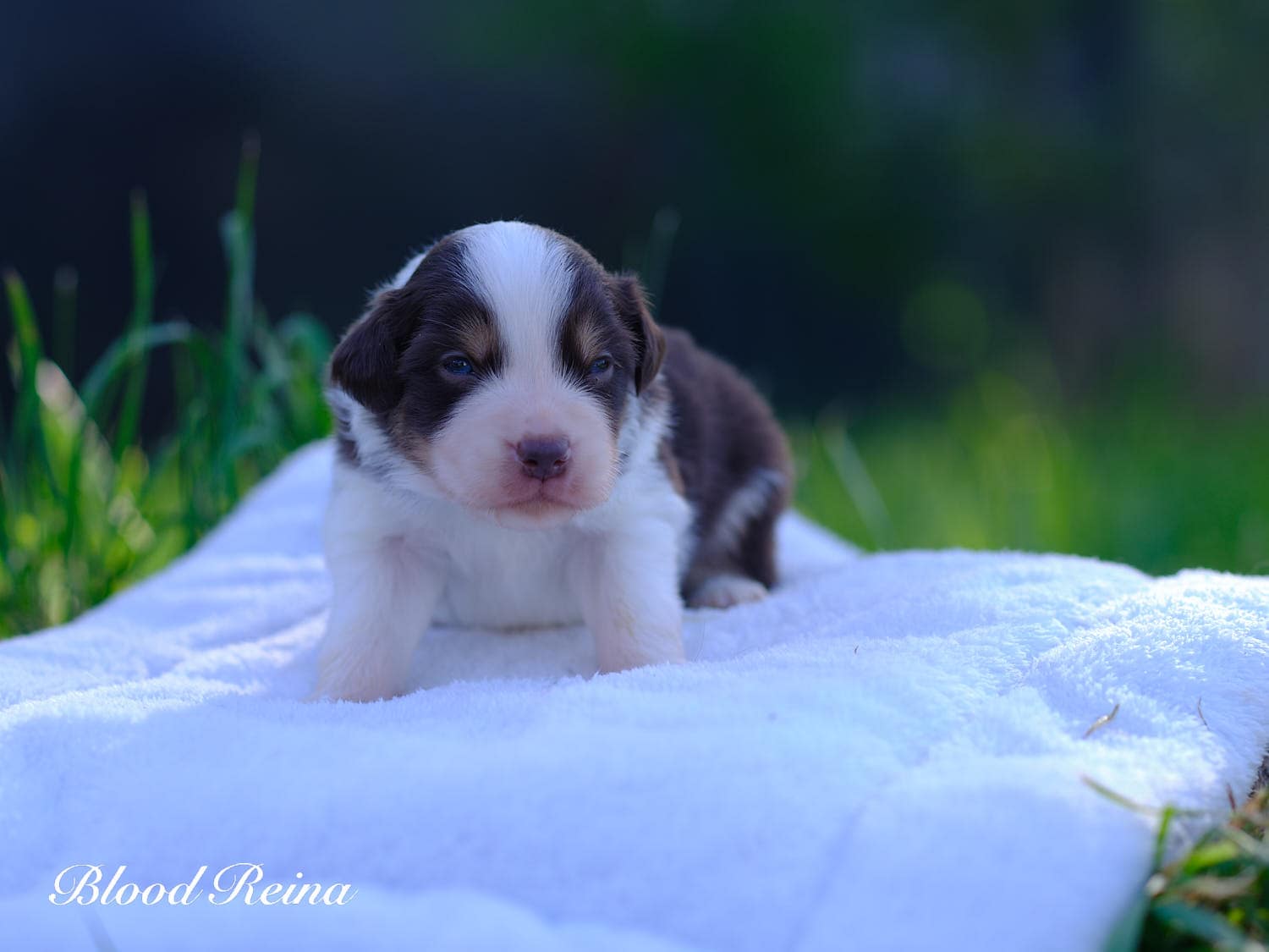 Chiot Berger Américain Miniature Bloodreina - photo 2