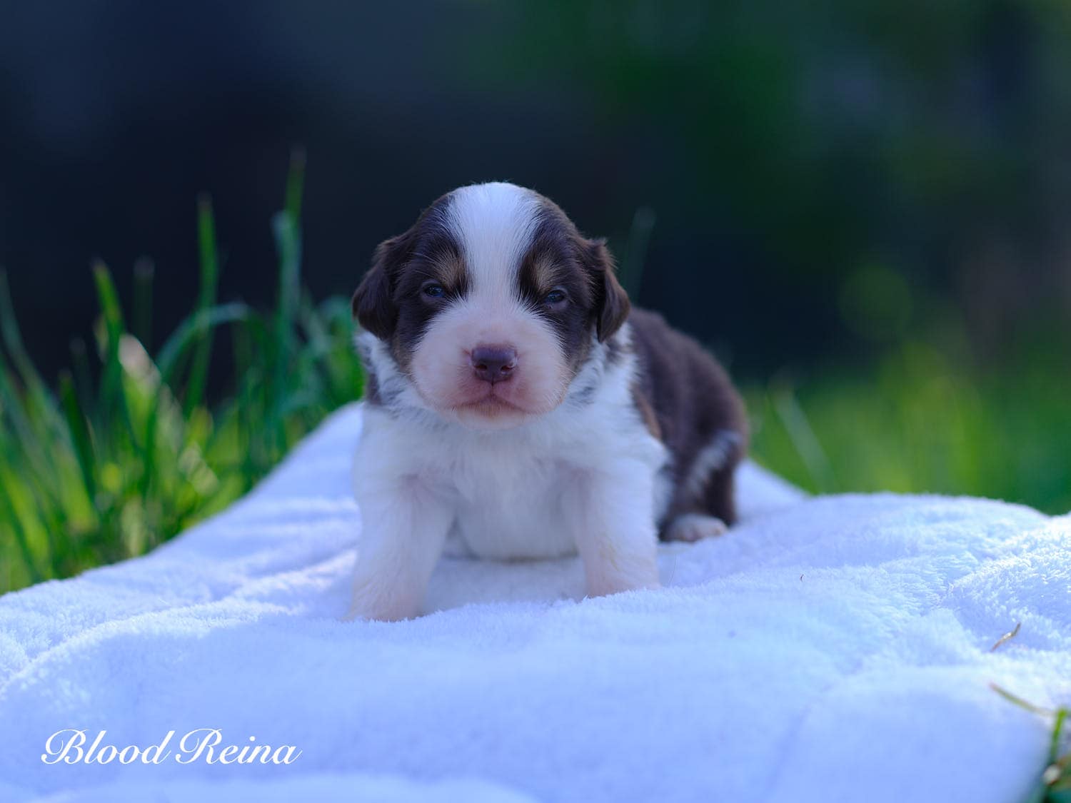 Chiot Berger Américain Miniature Bloodreina - photo 3