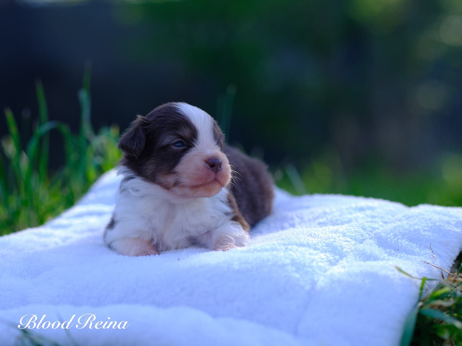 Chiot Berger Américain Miniature Bloodreina - photo 9