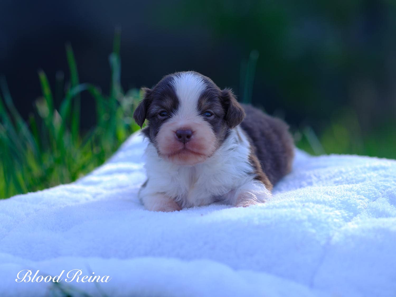 Chiot Berger Américain Miniature Bloodreina - photo 10