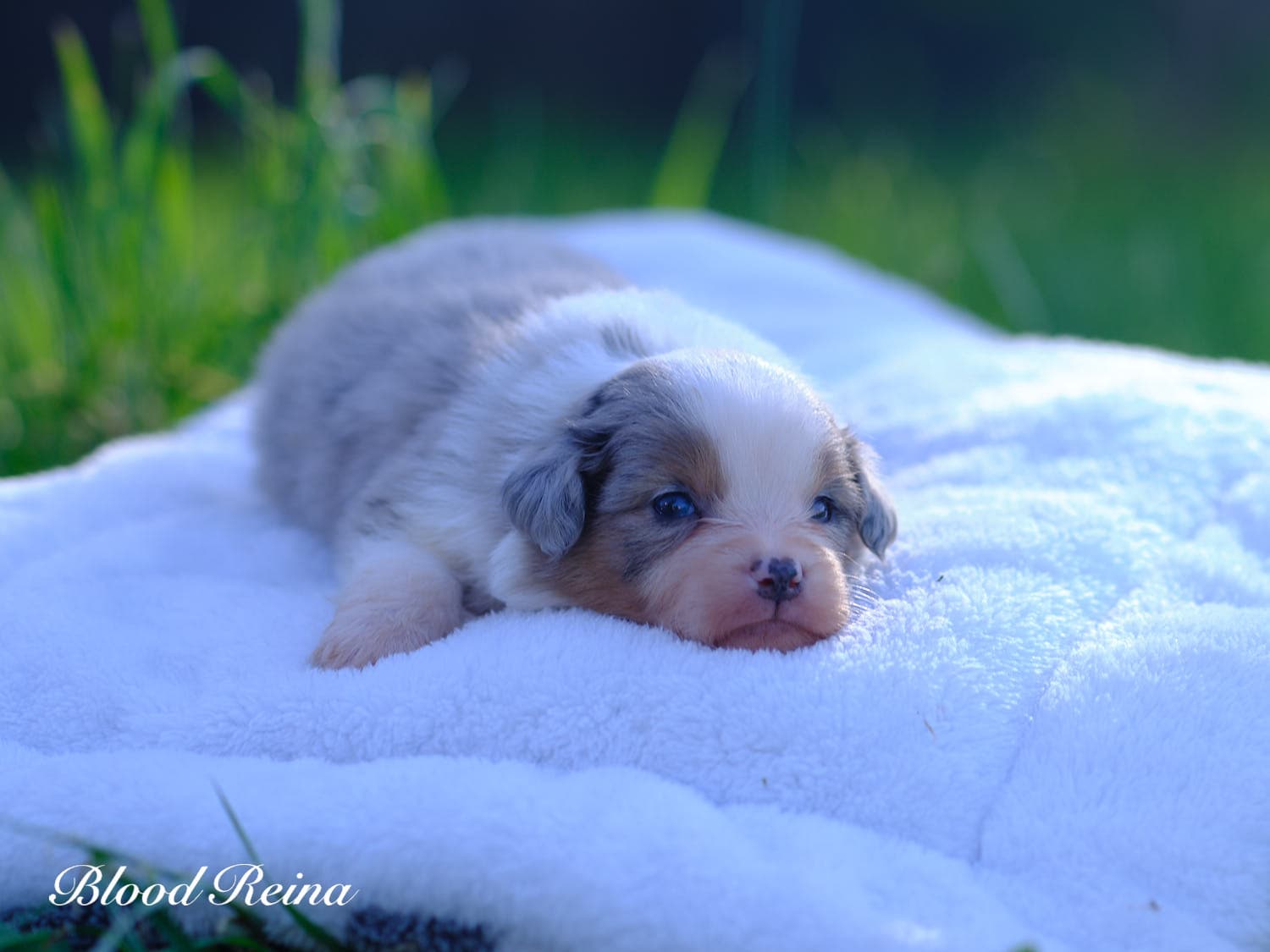 Buddy, chiot Berger Américain Miniature