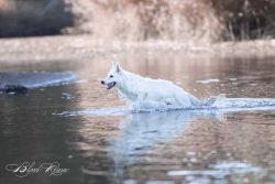 um-ka Disc Dog ou Frisbee Dog berger blanc suisse