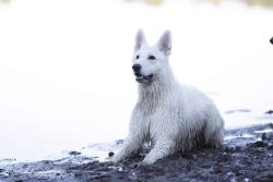 um-ka Berger Blanc Suisse