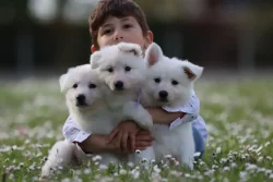 elevage berger blanc suisse