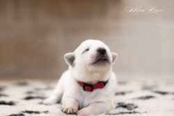 Chiot Berger Blanc Suisse Mâle 3