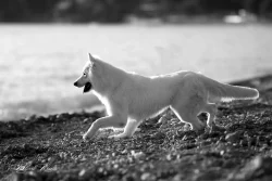 Succes berger blanc suisse Lac de Garm