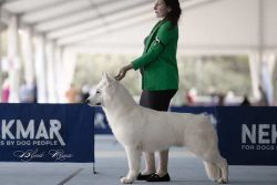 ring berger blanc suisse